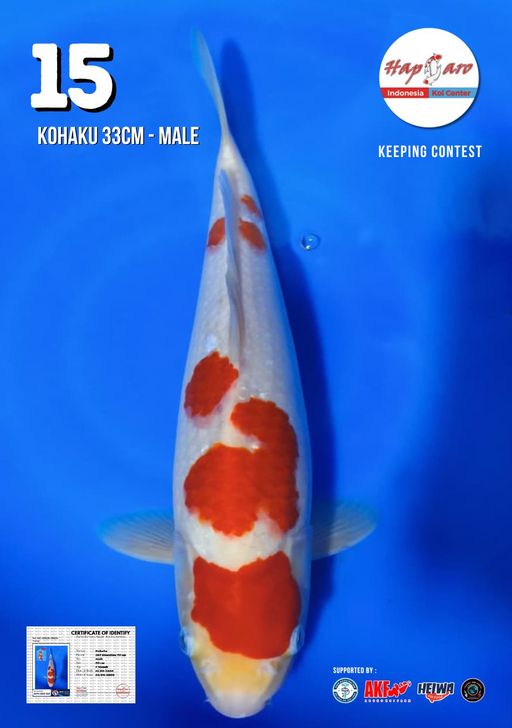 Lelang Koi Online, Jual Beli Ikan Koi, Pusat Jual Beli Koi, Info Lelang Koi Hari Ini, Platform Jual Beli Koi, Jual Beli Ikan Koi Online, Marketplace Ikan Koi, Jual Koi Terbaik, Tempat Beli Koi Berkualitas, Pasar Ikan Koi Online Terpercaya, Penjual Ikan Koi Terpercaya, Beli Koi Hias Online, Ikan Koi untuk Dijual, Koi Kualitas Terbaik, Toko Online Ikan Koi, Koi Hias Untuk Dijual, Jual Beli Ikan Koi Lokal, Koi Indonesia Online, Pusat Jual Beli Koi Terbesar