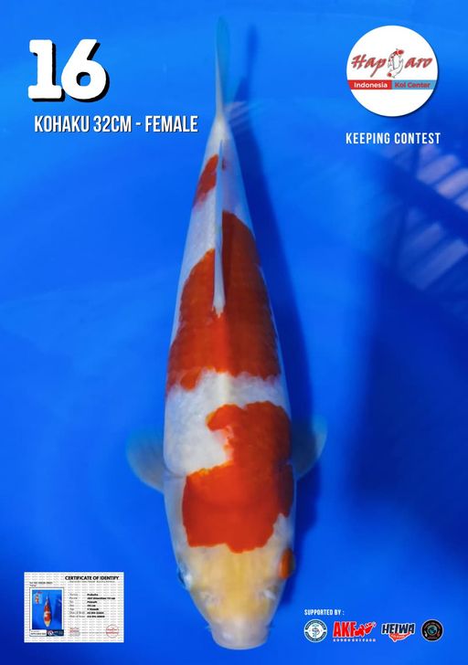 Lelang Koi Online, Jual Beli Ikan Koi, Pusat Jual Beli Koi, Info Lelang Koi Hari Ini, Platform Jual Beli Koi, Jual Beli Ikan Koi Online, Marketplace Ikan Koi, Jual Koi Terbaik, Tempat Beli Koi Berkualitas, Pasar Ikan Koi Online Terpercaya, Penjual Ikan Koi Terpercaya, Beli Koi Hias Online, Ikan Koi untuk Dijual, Koi Kualitas Terbaik, Toko Online Ikan Koi, Koi Hias Untuk Dijual, Jual Beli Ikan Koi Lokal, Koi Indonesia Online, Pusat Jual Beli Koi Terbesar