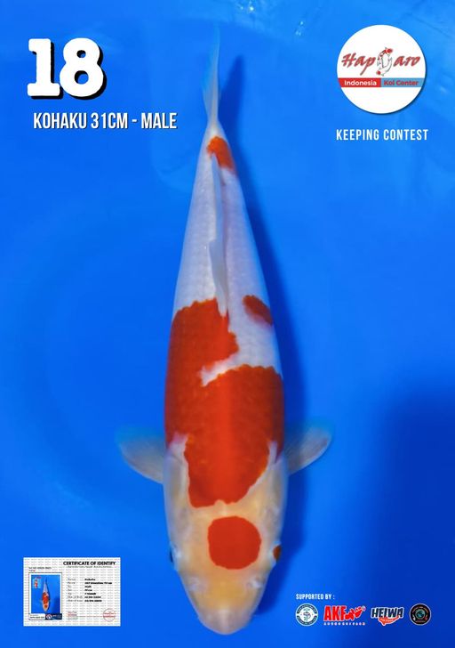 Lelang Koi Online, Jual Beli Ikan Koi, Pusat Jual Beli Koi, Info Lelang Koi Hari Ini, Platform Jual Beli Koi, Jual Beli Ikan Koi Online, Marketplace Ikan Koi, Jual Koi Terbaik, Tempat Beli Koi Berkualitas, Pasar Ikan Koi Online Terpercaya, Penjual Ikan Koi Terpercaya, Beli Koi Hias Online, Ikan Koi untuk Dijual, Koi Kualitas Terbaik, Toko Online Ikan Koi, Koi Hias Untuk Dijual, Jual Beli Ikan Koi Lokal, Koi Indonesia Online, Pusat Jual Beli Koi Terbesar