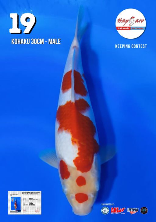 Lelang Koi Online, Jual Beli Ikan Koi, Pusat Jual Beli Koi, Info Lelang Koi Hari Ini, Platform Jual Beli Koi, Jual Beli Ikan Koi Online, Marketplace Ikan Koi, Jual Koi Terbaik, Tempat Beli Koi Berkualitas, Pasar Ikan Koi Online Terpercaya, Penjual Ikan Koi Terpercaya, Beli Koi Hias Online, Ikan Koi untuk Dijual, Koi Kualitas Terbaik, Toko Online Ikan Koi, Koi Hias Untuk Dijual, Jual Beli Ikan Koi Lokal, Koi Indonesia Online, Pusat Jual Beli Koi Terbesar