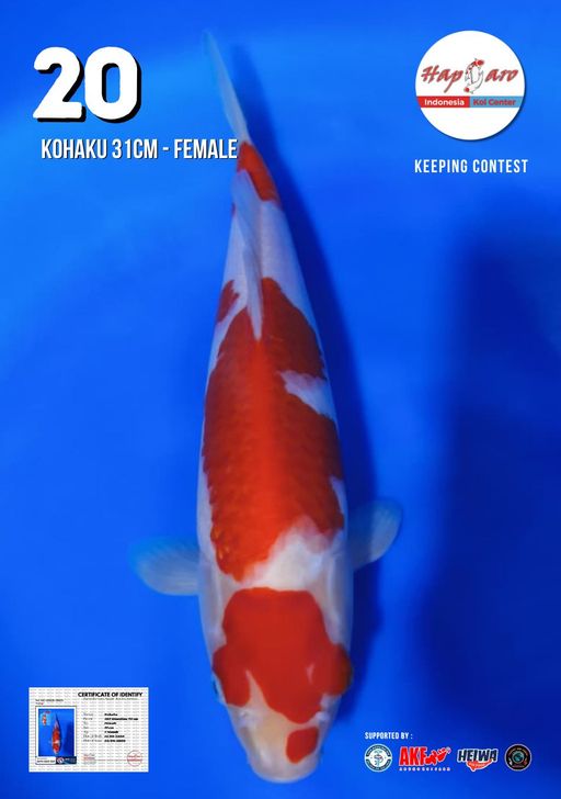 Lelang Koi Online, Jual Beli Ikan Koi, Pusat Jual Beli Koi, Info Lelang Koi Hari Ini, Platform Jual Beli Koi, Jual Beli Ikan Koi Online, Marketplace Ikan Koi, Jual Koi Terbaik, Tempat Beli Koi Berkualitas, Pasar Ikan Koi Online Terpercaya, Penjual Ikan Koi Terpercaya, Beli Koi Hias Online, Ikan Koi untuk Dijual, Koi Kualitas Terbaik, Toko Online Ikan Koi, Koi Hias Untuk Dijual, Jual Beli Ikan Koi Lokal, Koi Indonesia Online, Pusat Jual Beli Koi Terbesar