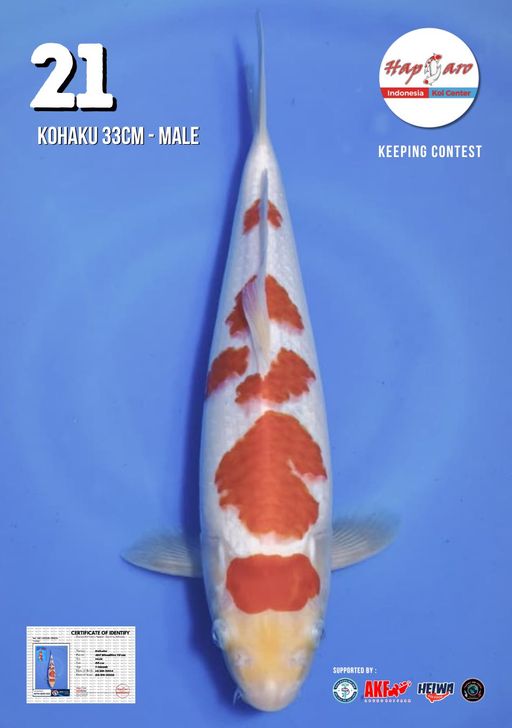 Lelang Koi Online, Jual Beli Ikan Koi, Pusat Jual Beli Koi, Info Lelang Koi Hari Ini, Platform Jual Beli Koi, Jual Beli Ikan Koi Online, Marketplace Ikan Koi, Jual Koi Terbaik, Tempat Beli Koi Berkualitas, Pasar Ikan Koi Online Terpercaya, Penjual Ikan Koi Terpercaya, Beli Koi Hias Online, Ikan Koi untuk Dijual, Koi Kualitas Terbaik, Toko Online Ikan Koi, Koi Hias Untuk Dijual, Jual Beli Ikan Koi Lokal, Koi Indonesia Online, Pusat Jual Beli Koi Terbesar