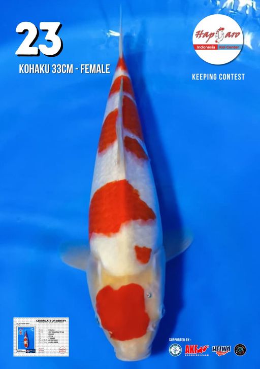 Lelang Koi Online, Jual Beli Ikan Koi, Pusat Jual Beli Koi, Info Lelang Koi Hari Ini, Platform Jual Beli Koi, Jual Beli Ikan Koi Online, Marketplace Ikan Koi, Jual Koi Terbaik, Tempat Beli Koi Berkualitas, Pasar Ikan Koi Online Terpercaya, Penjual Ikan Koi Terpercaya, Beli Koi Hias Online, Ikan Koi untuk Dijual, Koi Kualitas Terbaik, Toko Online Ikan Koi, Koi Hias Untuk Dijual, Jual Beli Ikan Koi Lokal, Koi Indonesia Online, Pusat Jual Beli Koi Terbesar