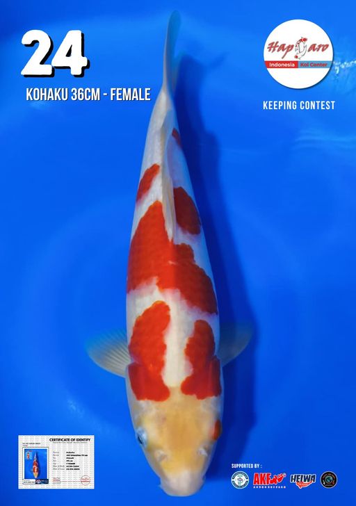 Lelang Koi Online, Jual Beli Ikan Koi, Pusat Jual Beli Koi, Info Lelang Koi Hari Ini, Platform Jual Beli Koi, Jual Beli Ikan Koi Online, Marketplace Ikan Koi, Jual Koi Terbaik, Tempat Beli Koi Berkualitas, Pasar Ikan Koi Online Terpercaya, Penjual Ikan Koi Terpercaya, Beli Koi Hias Online, Ikan Koi untuk Dijual, Koi Kualitas Terbaik, Toko Online Ikan Koi, Koi Hias Untuk Dijual, Jual Beli Ikan Koi Lokal, Koi Indonesia Online, Pusat Jual Beli Koi Terbesar
