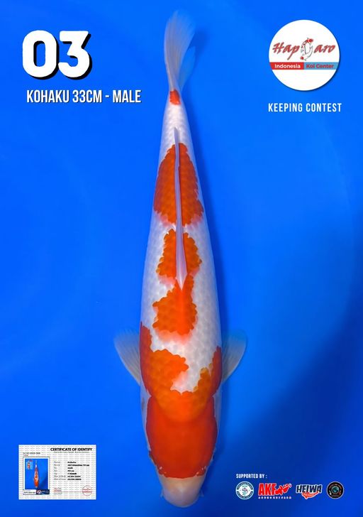 Lelang Koi Online, Jual Beli Ikan Koi, Pusat Jual Beli Koi, Info Lelang Koi Hari Ini, Platform Jual Beli Koi, Jual Beli Ikan Koi Online, Marketplace Ikan Koi, Jual Koi Terbaik, Tempat Beli Koi Berkualitas, Pasar Ikan Koi Online Terpercaya, Penjual Ikan Koi Terpercaya, Beli Koi Hias Online, Ikan Koi untuk Dijual, Koi Kualitas Terbaik, Toko Online Ikan Koi, Koi Hias Untuk Dijual, Jual Beli Ikan Koi Lokal, Koi Indonesia Online, Pusat Jual Beli Koi Terbesar