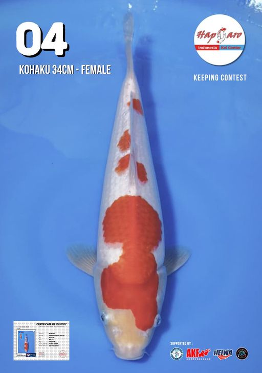 Lelang Koi Online, Jual Beli Ikan Koi, Pusat Jual Beli Koi, Info Lelang Koi Hari Ini, Platform Jual Beli Koi, Jual Beli Ikan Koi Online, Marketplace Ikan Koi, Jual Koi Terbaik, Tempat Beli Koi Berkualitas, Pasar Ikan Koi Online Terpercaya, Penjual Ikan Koi Terpercaya, Beli Koi Hias Online, Ikan Koi untuk Dijual, Koi Kualitas Terbaik, Toko Online Ikan Koi, Koi Hias Untuk Dijual, Jual Beli Ikan Koi Lokal, Koi Indonesia Online, Pusat Jual Beli Koi Terbesar