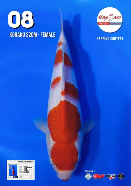 Lelang Koi Online, Jual Beli Ikan Koi, Pusat Jual Beli Koi, Info Lelang Koi Hari Ini, Platform Jual Beli Koi, Jual Beli Ikan Koi Online, Marketplace Ikan Koi, Jual Koi Terbaik, Tempat Beli Koi Berkualitas, Pasar Ikan Koi Online Terpercaya, Penjual Ikan Koi Terpercaya, Beli Koi Hias Online, Ikan Koi untuk Dijual, Koi Kualitas Terbaik, Toko Online Ikan Koi, Koi Hias Untuk Dijual, Jual Beli Ikan Koi Lokal, Koi Indonesia Online, Pusat Jual Beli Koi Terbesar