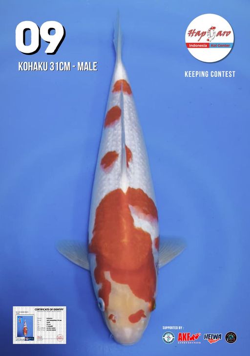 Lelang Koi Online, Jual Beli Ikan Koi, Pusat Jual Beli Koi, Info Lelang Koi Hari Ini, Platform Jual Beli Koi, Jual Beli Ikan Koi Online, Marketplace Ikan Koi, Jual Koi Terbaik, Tempat Beli Koi Berkualitas, Pasar Ikan Koi Online Terpercaya, Penjual Ikan Koi Terpercaya, Beli Koi Hias Online, Ikan Koi untuk Dijual, Koi Kualitas Terbaik, Toko Online Ikan Koi, Koi Hias Untuk Dijual, Jual Beli Ikan Koi Lokal, Koi Indonesia Online, Pusat Jual Beli Koi Terbesar