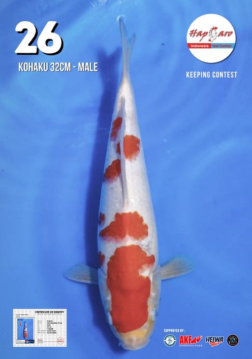 Lelang Koi Online, Jual Beli Ikan Koi, Pusat Jual Beli Koi, Info Lelang Koi Hari Ini, Platform Jual Beli Koi, Jual Beli Ikan Koi Online, Marketplace Ikan Koi, Jual Koi Terbaik, Tempat Beli Koi Berkualitas, Pasar Ikan Koi Online Terpercaya, Penjual Ikan Koi Terpercaya, Beli Koi Hias Online, Ikan Koi untuk Dijual, Koi Kualitas Terbaik, Toko Online Ikan Koi, Koi Hias Untuk Dijual, Jual Beli Ikan Koi Lokal, Koi Indonesia Online, Pusat Jual Beli Koi Terbesar