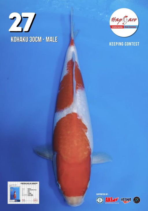 Lelang Koi Online, Jual Beli Ikan Koi, Pusat Jual Beli Koi, Info Lelang Koi Hari Ini, Platform Jual Beli Koi, Jual Beli Ikan Koi Online, Marketplace Ikan Koi, Jual Koi Terbaik, Tempat Beli Koi Berkualitas, Pasar Ikan Koi Online Terpercaya, Penjual Ikan Koi Terpercaya, Beli Koi Hias Online, Ikan Koi untuk Dijual, Koi Kualitas Terbaik, Toko Online Ikan Koi, Koi Hias Untuk Dijual, Jual Beli Ikan Koi Lokal, Koi Indonesia Online, Pusat Jual Beli Koi Terbesar