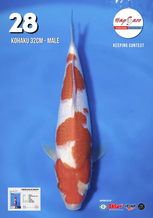 Lelang Koi Online, Jual Beli Ikan Koi, Pusat Jual Beli Koi, Info Lelang Koi Hari Ini, Platform Jual Beli Koi, Jual Beli Ikan Koi Online, Marketplace Ikan Koi, Jual Koi Terbaik, Tempat Beli Koi Berkualitas, Pasar Ikan Koi Online Terpercaya, Penjual Ikan Koi Terpercaya, Beli Koi Hias Online, Ikan Koi untuk Dijual, Koi Kualitas Terbaik, Toko Online Ikan Koi, Koi Hias Untuk Dijual, Jual Beli Ikan Koi Lokal, Koi Indonesia Online, Pusat Jual Beli Koi Terbesar
