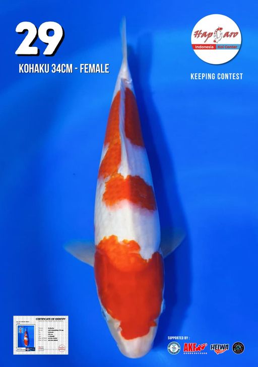 Lelang Koi Online, Jual Beli Ikan Koi, Pusat Jual Beli Koi, Info Lelang Koi Hari Ini, Platform Jual Beli Koi, Jual Beli Ikan Koi Online, Marketplace Ikan Koi, Jual Koi Terbaik, Tempat Beli Koi Berkualitas, Pasar Ikan Koi Online Terpercaya, Penjual Ikan Koi Terpercaya, Beli Koi Hias Online, Ikan Koi untuk Dijual, Koi Kualitas Terbaik, Toko Online Ikan Koi, Koi Hias Untuk Dijual, Jual Beli Ikan Koi Lokal, Koi Indonesia Online, Pusat Jual Beli Koi Terbesar