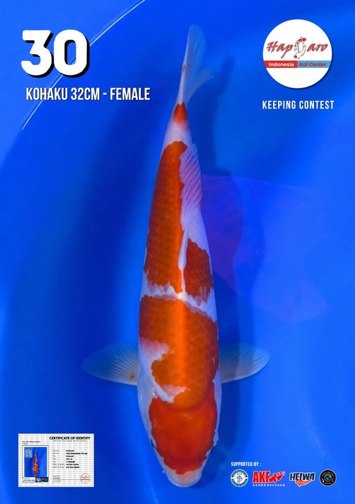 Lelang Koi Online, Jual Beli Ikan Koi, Pusat Jual Beli Koi, Info Lelang Koi Hari Ini, Platform Jual Beli Koi, Jual Beli Ikan Koi Online, Marketplace Ikan Koi, Jual Koi Terbaik, Tempat Beli Koi Berkualitas, Pasar Ikan Koi Online Terpercaya, Penjual Ikan Koi Terpercaya, Beli Koi Hias Online, Ikan Koi untuk Dijual, Koi Kualitas Terbaik, Toko Online Ikan Koi, Koi Hias Untuk Dijual, Jual Beli Ikan Koi Lokal, Koi Indonesia Online, Pusat Jual Beli Koi Terbesar