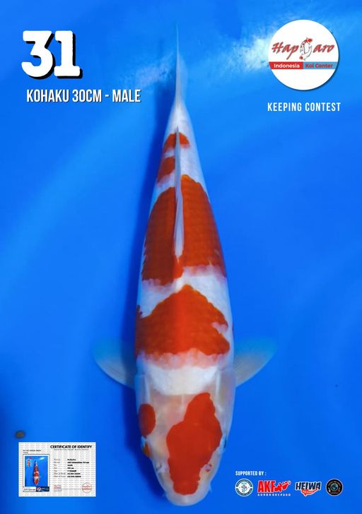 Lelang Koi Online, Jual Beli Ikan Koi, Pusat Jual Beli Koi, Info Lelang Koi Hari Ini, Platform Jual Beli Koi, Jual Beli Ikan Koi Online, Marketplace Ikan Koi, Jual Koi Terbaik, Tempat Beli Koi Berkualitas, Pasar Ikan Koi Online Terpercaya, Penjual Ikan Koi Terpercaya, Beli Koi Hias Online, Ikan Koi untuk Dijual, Koi Kualitas Terbaik, Toko Online Ikan Koi, Koi Hias Untuk Dijual, Jual Beli Ikan Koi Lokal, Koi Indonesia Online, Pusat Jual Beli Koi Terbesar