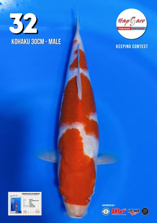 Lelang Koi Online, Jual Beli Ikan Koi, Pusat Jual Beli Koi, Info Lelang Koi Hari Ini, Platform Jual Beli Koi, Jual Beli Ikan Koi Online, Marketplace Ikan Koi, Jual Koi Terbaik, Tempat Beli Koi Berkualitas, Pasar Ikan Koi Online Terpercaya, Penjual Ikan Koi Terpercaya, Beli Koi Hias Online, Ikan Koi untuk Dijual, Koi Kualitas Terbaik, Toko Online Ikan Koi, Koi Hias Untuk Dijual, Jual Beli Ikan Koi Lokal, Koi Indonesia Online, Pusat Jual Beli Koi Terbesar