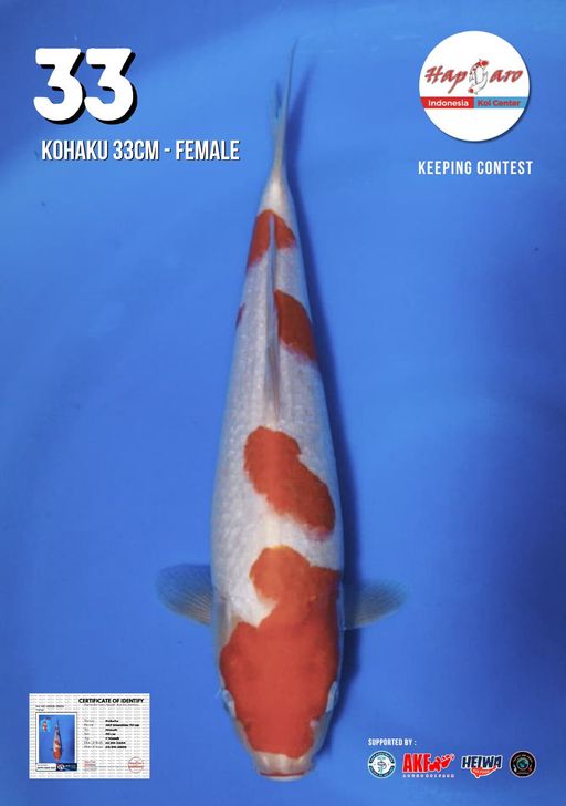 Lelang Koi Online, Jual Beli Ikan Koi, Pusat Jual Beli Koi, Info Lelang Koi Hari Ini, Platform Jual Beli Koi, Jual Beli Ikan Koi Online, Marketplace Ikan Koi, Jual Koi Terbaik, Tempat Beli Koi Berkualitas, Pasar Ikan Koi Online Terpercaya, Penjual Ikan Koi Terpercaya, Beli Koi Hias Online, Ikan Koi untuk Dijual, Koi Kualitas Terbaik, Toko Online Ikan Koi, Koi Hias Untuk Dijual, Jual Beli Ikan Koi Lokal, Koi Indonesia Online, Pusat Jual Beli Koi Terbesar