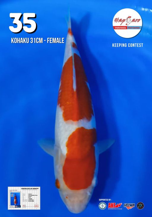 Lelang Koi Online, Jual Beli Ikan Koi, Pusat Jual Beli Koi, Info Lelang Koi Hari Ini, Platform Jual Beli Koi, Jual Beli Ikan Koi Online, Marketplace Ikan Koi, Jual Koi Terbaik, Tempat Beli Koi Berkualitas, Pasar Ikan Koi Online Terpercaya, Penjual Ikan Koi Terpercaya, Beli Koi Hias Online, Ikan Koi untuk Dijual, Koi Kualitas Terbaik, Toko Online Ikan Koi, Koi Hias Untuk Dijual, Jual Beli Ikan Koi Lokal, Koi Indonesia Online, Pusat Jual Beli Koi Terbesar