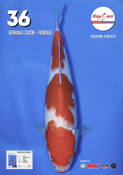 Lelang Koi Online, Jual Beli Ikan Koi, Pusat Jual Beli Koi, Info Lelang Koi Hari Ini, Platform Jual Beli Koi, Jual Beli Ikan Koi Online, Marketplace Ikan Koi, Jual Koi Terbaik, Tempat Beli Koi Berkualitas, Pasar Ikan Koi Online Terpercaya, Penjual Ikan Koi Terpercaya, Beli Koi Hias Online, Ikan Koi untuk Dijual, Koi Kualitas Terbaik, Toko Online Ikan Koi, Koi Hias Untuk Dijual, Jual Beli Ikan Koi Lokal, Koi Indonesia Online, Pusat Jual Beli Koi Terbesar