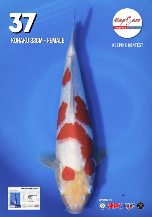 Lelang Koi Online, Jual Beli Ikan Koi, Pusat Jual Beli Koi, Info Lelang Koi Hari Ini, Platform Jual Beli Koi, Jual Beli Ikan Koi Online, Marketplace Ikan Koi, Jual Koi Terbaik, Tempat Beli Koi Berkualitas, Pasar Ikan Koi Online Terpercaya, Penjual Ikan Koi Terpercaya, Beli Koi Hias Online, Ikan Koi untuk Dijual, Koi Kualitas Terbaik, Toko Online Ikan Koi, Koi Hias Untuk Dijual, Jual Beli Ikan Koi Lokal, Koi Indonesia Online, Pusat Jual Beli Koi Terbesar