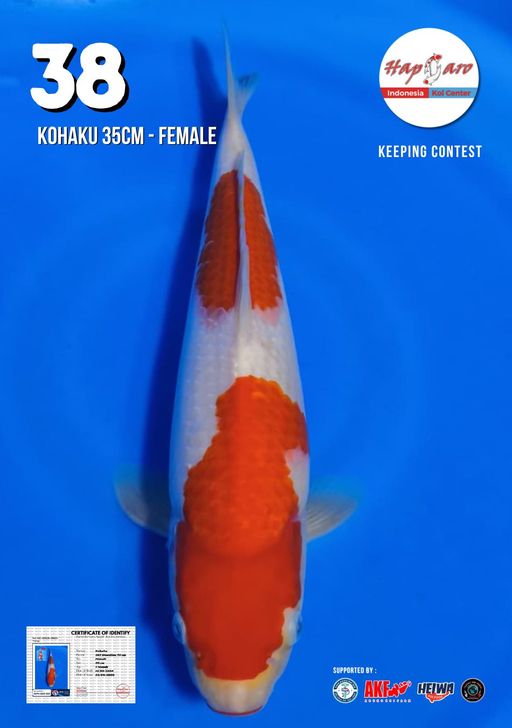 Lelang Koi Online, Jual Beli Ikan Koi, Pusat Jual Beli Koi, Info Lelang Koi Hari Ini, Platform Jual Beli Koi, Jual Beli Ikan Koi Online, Marketplace Ikan Koi, Jual Koi Terbaik, Tempat Beli Koi Berkualitas, Pasar Ikan Koi Online Terpercaya, Penjual Ikan Koi Terpercaya, Beli Koi Hias Online, Ikan Koi untuk Dijual, Koi Kualitas Terbaik, Toko Online Ikan Koi, Koi Hias Untuk Dijual, Jual Beli Ikan Koi Lokal, Koi Indonesia Online, Pusat Jual Beli Koi Terbesar