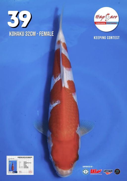 Lelang Koi Online, Jual Beli Ikan Koi, Pusat Jual Beli Koi, Info Lelang Koi Hari Ini, Platform Jual Beli Koi, Jual Beli Ikan Koi Online, Marketplace Ikan Koi, Jual Koi Terbaik, Tempat Beli Koi Berkualitas, Pasar Ikan Koi Online Terpercaya, Penjual Ikan Koi Terpercaya, Beli Koi Hias Online, Ikan Koi untuk Dijual, Koi Kualitas Terbaik, Toko Online Ikan Koi, Koi Hias Untuk Dijual, Jual Beli Ikan Koi Lokal, Koi Indonesia Online, Pusat Jual Beli Koi Terbesar
