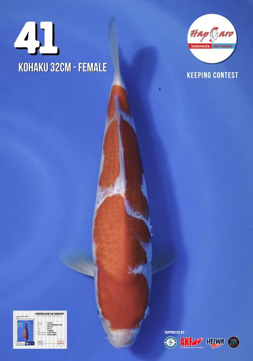 Lelang Koi Online, Jual Beli Ikan Koi, Pusat Jual Beli Koi, Info Lelang Koi Hari Ini, Platform Jual Beli Koi, Jual Beli Ikan Koi Online, Marketplace Ikan Koi, Jual Koi Terbaik, Tempat Beli Koi Berkualitas, Pasar Ikan Koi Online Terpercaya, Penjual Ikan Koi Terpercaya, Beli Koi Hias Online, Ikan Koi untuk Dijual, Koi Kualitas Terbaik, Toko Online Ikan Koi, Koi Hias Untuk Dijual, Jual Beli Ikan Koi Lokal, Koi Indonesia Online, Pusat Jual Beli Koi Terbesar
