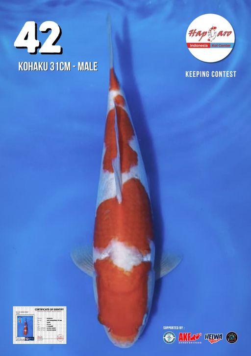 Lelang Koi Online, Jual Beli Ikan Koi, Pusat Jual Beli Koi, Info Lelang Koi Hari Ini, Platform Jual Beli Koi, Jual Beli Ikan Koi Online, Marketplace Ikan Koi, Jual Koi Terbaik, Tempat Beli Koi Berkualitas, Pasar Ikan Koi Online Terpercaya, Penjual Ikan Koi Terpercaya, Beli Koi Hias Online, Ikan Koi untuk Dijual, Koi Kualitas Terbaik, Toko Online Ikan Koi, Koi Hias Untuk Dijual, Jual Beli Ikan Koi Lokal, Koi Indonesia Online, Pusat Jual Beli Koi Terbesar