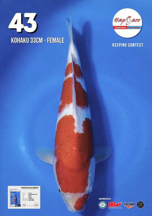 Lelang Koi Online, Jual Beli Ikan Koi, Pusat Jual Beli Koi, Info Lelang Koi Hari Ini, Platform Jual Beli Koi, Jual Beli Ikan Koi Online, Marketplace Ikan Koi, Jual Koi Terbaik, Tempat Beli Koi Berkualitas, Pasar Ikan Koi Online Terpercaya, Penjual Ikan Koi Terpercaya, Beli Koi Hias Online, Ikan Koi untuk Dijual, Koi Kualitas Terbaik, Toko Online Ikan Koi, Koi Hias Untuk Dijual, Jual Beli Ikan Koi Lokal, Koi Indonesia Online, Pusat Jual Beli Koi Terbesar