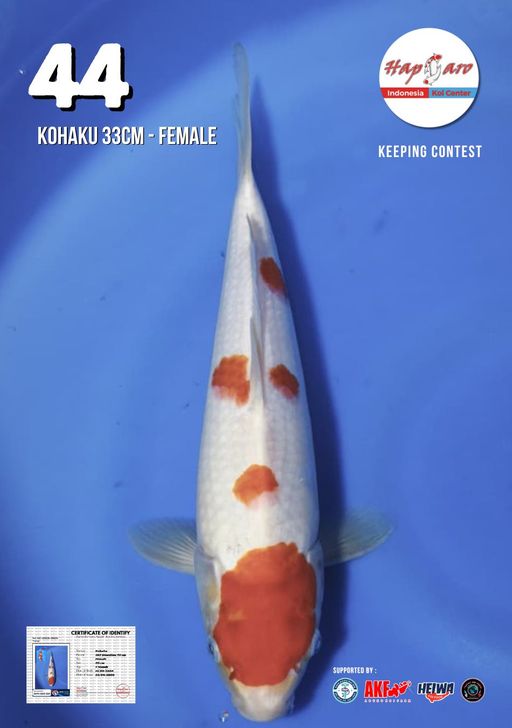Lelang Koi Online, Jual Beli Ikan Koi, Pusat Jual Beli Koi, Info Lelang Koi Hari Ini, Platform Jual Beli Koi, Jual Beli Ikan Koi Online, Marketplace Ikan Koi, Jual Koi Terbaik, Tempat Beli Koi Berkualitas, Pasar Ikan Koi Online Terpercaya, Penjual Ikan Koi Terpercaya, Beli Koi Hias Online, Ikan Koi untuk Dijual, Koi Kualitas Terbaik, Toko Online Ikan Koi, Koi Hias Untuk Dijual, Jual Beli Ikan Koi Lokal, Koi Indonesia Online, Pusat Jual Beli Koi Terbesar