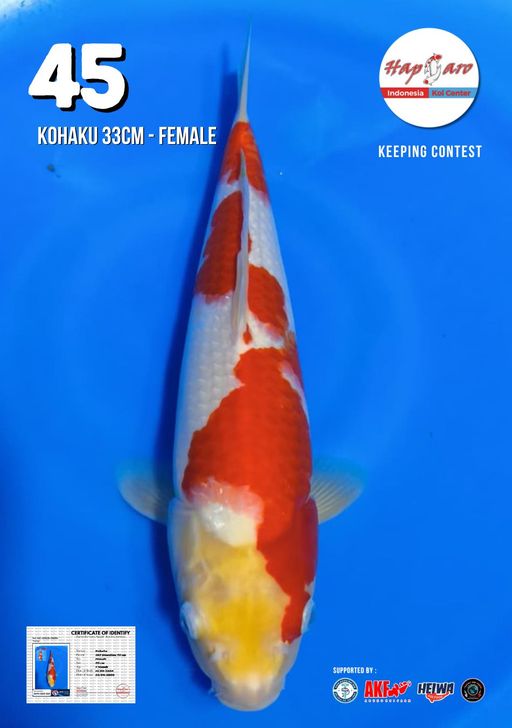 Lelang Koi Online, Jual Beli Ikan Koi, Pusat Jual Beli Koi, Info Lelang Koi Hari Ini, Platform Jual Beli Koi, Jual Beli Ikan Koi Online, Marketplace Ikan Koi, Jual Koi Terbaik, Tempat Beli Koi Berkualitas, Pasar Ikan Koi Online Terpercaya, Penjual Ikan Koi Terpercaya, Beli Koi Hias Online, Ikan Koi untuk Dijual, Koi Kualitas Terbaik, Toko Online Ikan Koi, Koi Hias Untuk Dijual, Jual Beli Ikan Koi Lokal, Koi Indonesia Online, Pusat Jual Beli Koi Terbesar