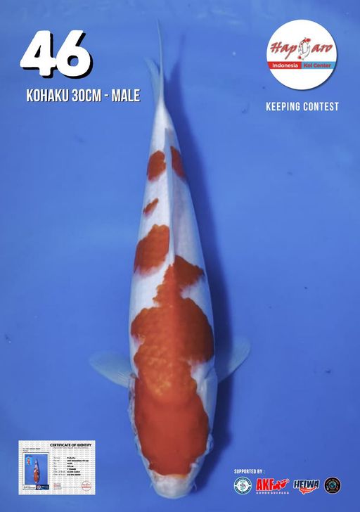 Lelang Koi Online, Jual Beli Ikan Koi, Pusat Jual Beli Koi, Info Lelang Koi Hari Ini, Platform Jual Beli Koi, Jual Beli Ikan Koi Online, Marketplace Ikan Koi, Jual Koi Terbaik, Tempat Beli Koi Berkualitas, Pasar Ikan Koi Online Terpercaya, Penjual Ikan Koi Terpercaya, Beli Koi Hias Online, Ikan Koi untuk Dijual, Koi Kualitas Terbaik, Toko Online Ikan Koi, Koi Hias Untuk Dijual, Jual Beli Ikan Koi Lokal, Koi Indonesia Online, Pusat Jual Beli Koi Terbesar