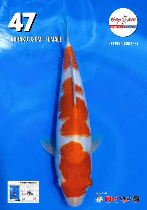 Lelang Koi Online, Jual Beli Ikan Koi, Pusat Jual Beli Koi, Info Lelang Koi Hari Ini, Platform Jual Beli Koi, Jual Beli Ikan Koi Online, Marketplace Ikan Koi, Jual Koi Terbaik, Tempat Beli Koi Berkualitas, Pasar Ikan Koi Online Terpercaya, Penjual Ikan Koi Terpercaya, Beli Koi Hias Online, Ikan Koi untuk Dijual, Koi Kualitas Terbaik, Toko Online Ikan Koi, Koi Hias Untuk Dijual, Jual Beli Ikan Koi Lokal, Koi Indonesia Online, Pusat Jual Beli Koi Terbesar