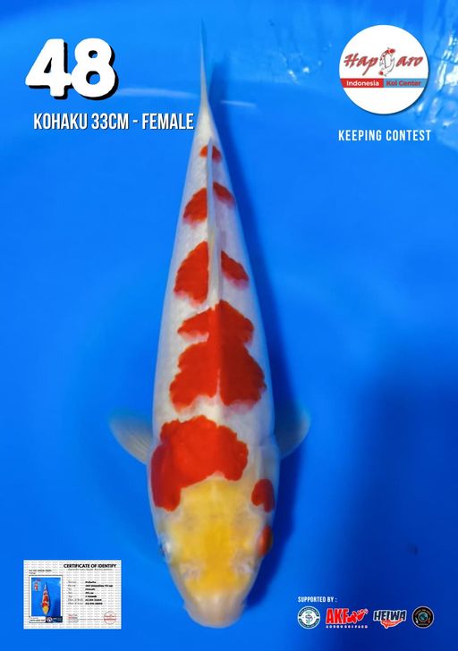 Lelang Koi Online, Jual Beli Ikan Koi, Pusat Jual Beli Koi, Info Lelang Koi Hari Ini, Platform Jual Beli Koi, Jual Beli Ikan Koi Online, Marketplace Ikan Koi, Jual Koi Terbaik, Tempat Beli Koi Berkualitas, Pasar Ikan Koi Online Terpercaya, Penjual Ikan Koi Terpercaya, Beli Koi Hias Online, Ikan Koi untuk Dijual, Koi Kualitas Terbaik, Toko Online Ikan Koi, Koi Hias Untuk Dijual, Jual Beli Ikan Koi Lokal, Koi Indonesia Online, Pusat Jual Beli Koi Terbesar
