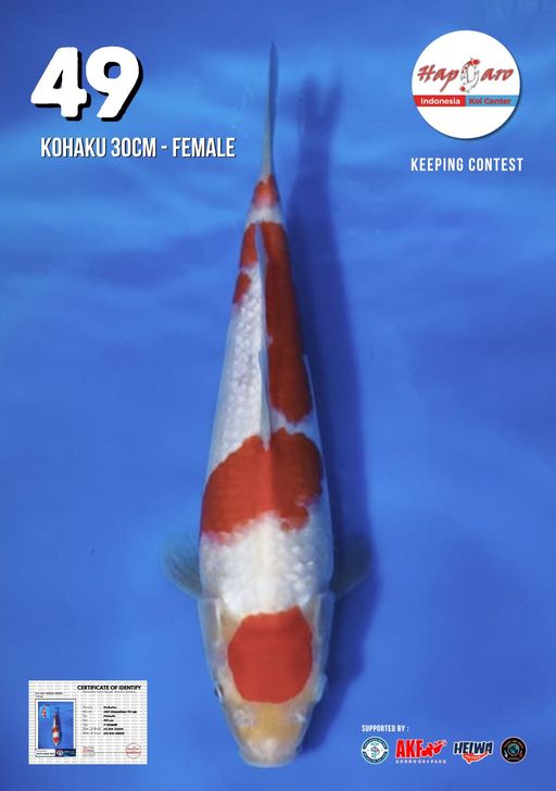 Lelang Koi Online, Jual Beli Ikan Koi, Pusat Jual Beli Koi, Info Lelang Koi Hari Ini, Platform Jual Beli Koi, Jual Beli Ikan Koi Online, Marketplace Ikan Koi, Jual Koi Terbaik, Tempat Beli Koi Berkualitas, Pasar Ikan Koi Online Terpercaya, Penjual Ikan Koi Terpercaya, Beli Koi Hias Online, Ikan Koi untuk Dijual, Koi Kualitas Terbaik, Toko Online Ikan Koi, Koi Hias Untuk Dijual, Jual Beli Ikan Koi Lokal, Koi Indonesia Online, Pusat Jual Beli Koi Terbesar