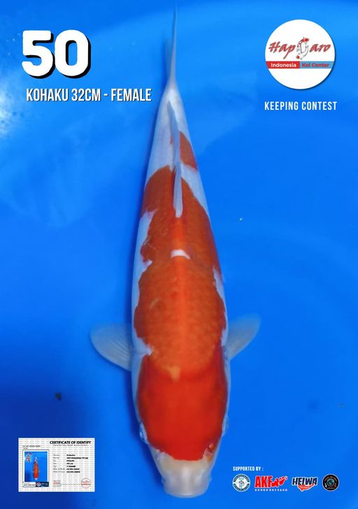 Lelang Koi Online, Jual Beli Ikan Koi, Pusat Jual Beli Koi, Info Lelang Koi Hari Ini, Platform Jual Beli Koi, Jual Beli Ikan Koi Online, Marketplace Ikan Koi, Jual Koi Terbaik, Tempat Beli Koi Berkualitas, Pasar Ikan Koi Online Terpercaya, Penjual Ikan Koi Terpercaya, Beli Koi Hias Online, Ikan Koi untuk Dijual, Koi Kualitas Terbaik, Toko Online Ikan Koi, Koi Hias Untuk Dijual, Jual Beli Ikan Koi Lokal, Koi Indonesia Online, Pusat Jual Beli Koi Terbesar