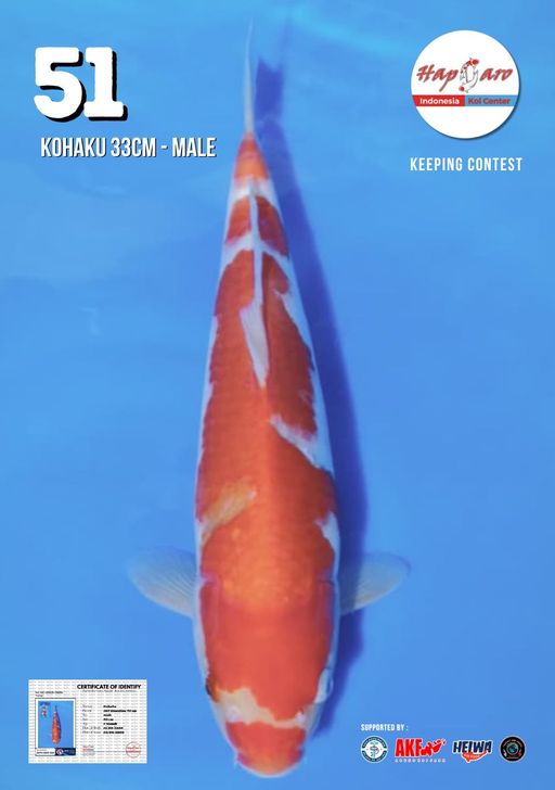 Lelang Koi Online, Jual Beli Ikan Koi, Pusat Jual Beli Koi, Info Lelang Koi Hari Ini, Platform Jual Beli Koi, Jual Beli Ikan Koi Online, Marketplace Ikan Koi, Jual Koi Terbaik, Tempat Beli Koi Berkualitas, Pasar Ikan Koi Online Terpercaya, Penjual Ikan Koi Terpercaya, Beli Koi Hias Online, Ikan Koi untuk Dijual, Koi Kualitas Terbaik, Toko Online Ikan Koi, Koi Hias Untuk Dijual, Jual Beli Ikan Koi Lokal, Koi Indonesia Online, Pusat Jual Beli Koi Terbesar