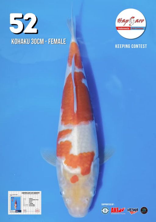 Lelang Koi Online, Jual Beli Ikan Koi, Pusat Jual Beli Koi, Info Lelang Koi Hari Ini, Platform Jual Beli Koi, Jual Beli Ikan Koi Online, Marketplace Ikan Koi, Jual Koi Terbaik, Tempat Beli Koi Berkualitas, Pasar Ikan Koi Online Terpercaya, Penjual Ikan Koi Terpercaya, Beli Koi Hias Online, Ikan Koi untuk Dijual, Koi Kualitas Terbaik, Toko Online Ikan Koi, Koi Hias Untuk Dijual, Jual Beli Ikan Koi Lokal, Koi Indonesia Online, Pusat Jual Beli Koi Terbesar