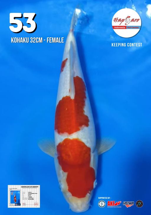 Lelang Koi Online, Jual Beli Ikan Koi, Pusat Jual Beli Koi, Info Lelang Koi Hari Ini, Platform Jual Beli Koi, Jual Beli Ikan Koi Online, Marketplace Ikan Koi, Jual Koi Terbaik, Tempat Beli Koi Berkualitas, Pasar Ikan Koi Online Terpercaya, Penjual Ikan Koi Terpercaya, Beli Koi Hias Online, Ikan Koi untuk Dijual, Koi Kualitas Terbaik, Toko Online Ikan Koi, Koi Hias Untuk Dijual, Jual Beli Ikan Koi Lokal, Koi Indonesia Online, Pusat Jual Beli Koi Terbesar