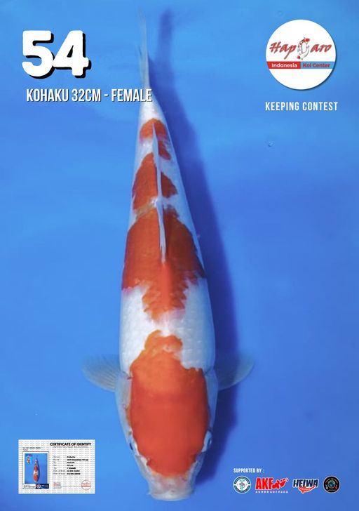Lelang Koi Online, Jual Beli Ikan Koi, Pusat Jual Beli Koi, Info Lelang Koi Hari Ini, Platform Jual Beli Koi, Jual Beli Ikan Koi Online, Marketplace Ikan Koi, Jual Koi Terbaik, Tempat Beli Koi Berkualitas, Pasar Ikan Koi Online Terpercaya, Penjual Ikan Koi Terpercaya, Beli Koi Hias Online, Ikan Koi untuk Dijual, Koi Kualitas Terbaik, Toko Online Ikan Koi, Koi Hias Untuk Dijual, Jual Beli Ikan Koi Lokal, Koi Indonesia Online, Pusat Jual Beli Koi Terbesar