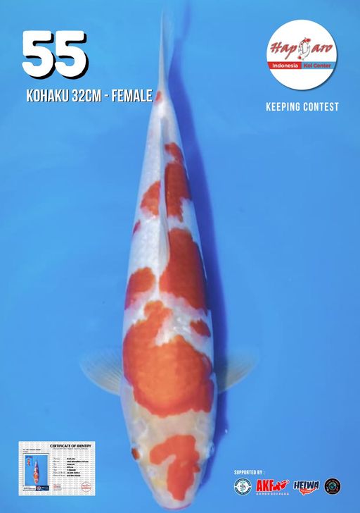 Lelang Koi Online, Jual Beli Ikan Koi, Pusat Jual Beli Koi, Info Lelang Koi Hari Ini, Platform Jual Beli Koi, Jual Beli Ikan Koi Online, Marketplace Ikan Koi, Jual Koi Terbaik, Tempat Beli Koi Berkualitas, Pasar Ikan Koi Online Terpercaya, Penjual Ikan Koi Terpercaya, Beli Koi Hias Online, Ikan Koi untuk Dijual, Koi Kualitas Terbaik, Toko Online Ikan Koi, Koi Hias Untuk Dijual, Jual Beli Ikan Koi Lokal, Koi Indonesia Online, Pusat Jual Beli Koi Terbesar