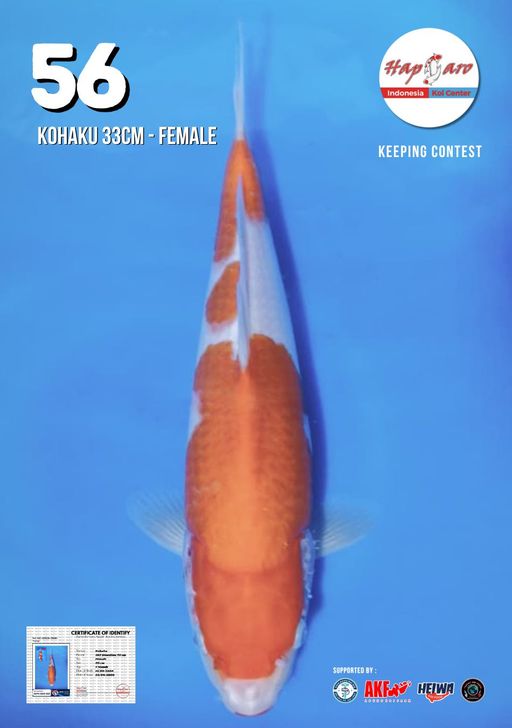 Lelang Koi Online, Jual Beli Ikan Koi, Pusat Jual Beli Koi, Info Lelang Koi Hari Ini, Platform Jual Beli Koi, Jual Beli Ikan Koi Online, Marketplace Ikan Koi, Jual Koi Terbaik, Tempat Beli Koi Berkualitas, Pasar Ikan Koi Online Terpercaya, Penjual Ikan Koi Terpercaya, Beli Koi Hias Online, Ikan Koi untuk Dijual, Koi Kualitas Terbaik, Toko Online Ikan Koi, Koi Hias Untuk Dijual, Jual Beli Ikan Koi Lokal, Koi Indonesia Online, Pusat Jual Beli Koi Terbesar