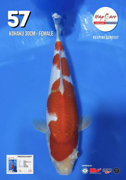 Lelang Koi Online, Jual Beli Ikan Koi, Pusat Jual Beli Koi, Info Lelang Koi Hari Ini, Platform Jual Beli Koi, Jual Beli Ikan Koi Online, Marketplace Ikan Koi, Jual Koi Terbaik, Tempat Beli Koi Berkualitas, Pasar Ikan Koi Online Terpercaya, Penjual Ikan Koi Terpercaya, Beli Koi Hias Online, Ikan Koi untuk Dijual, Koi Kualitas Terbaik, Toko Online Ikan Koi, Koi Hias Untuk Dijual, Jual Beli Ikan Koi Lokal, Koi Indonesia Online, Pusat Jual Beli Koi Terbesar