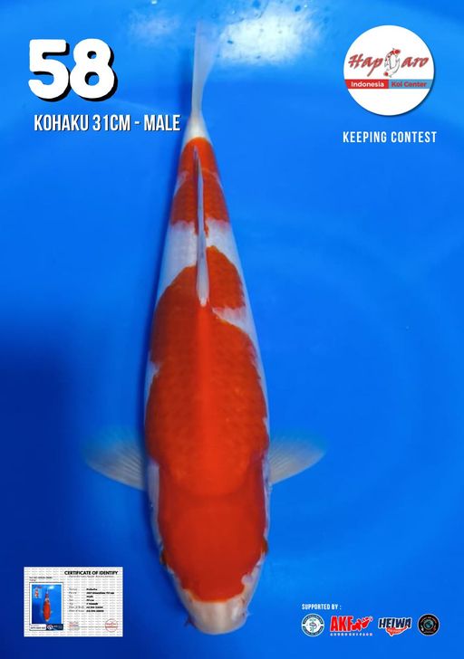 Lelang Koi Online, Jual Beli Ikan Koi, Pusat Jual Beli Koi, Info Lelang Koi Hari Ini, Platform Jual Beli Koi, Jual Beli Ikan Koi Online, Marketplace Ikan Koi, Jual Koi Terbaik, Tempat Beli Koi Berkualitas, Pasar Ikan Koi Online Terpercaya, Penjual Ikan Koi Terpercaya, Beli Koi Hias Online, Ikan Koi untuk Dijual, Koi Kualitas Terbaik, Toko Online Ikan Koi, Koi Hias Untuk Dijual, Jual Beli Ikan Koi Lokal, Koi Indonesia Online, Pusat Jual Beli Koi Terbesar