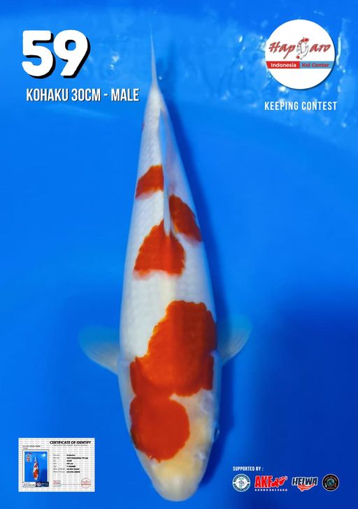 Lelang Koi Online, Jual Beli Ikan Koi, Pusat Jual Beli Koi, Info Lelang Koi Hari Ini, Platform Jual Beli Koi, Jual Beli Ikan Koi Online, Marketplace Ikan Koi, Jual Koi Terbaik, Tempat Beli Koi Berkualitas, Pasar Ikan Koi Online Terpercaya, Penjual Ikan Koi Terpercaya, Beli Koi Hias Online, Ikan Koi untuk Dijual, Koi Kualitas Terbaik, Toko Online Ikan Koi, Koi Hias Untuk Dijual, Jual Beli Ikan Koi Lokal, Koi Indonesia Online, Pusat Jual Beli Koi Terbesar