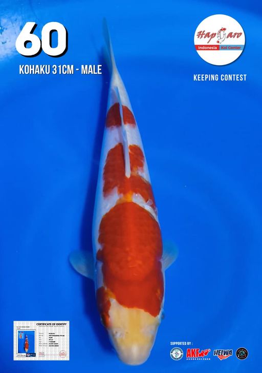 Lelang Koi Online, Jual Beli Ikan Koi, Pusat Jual Beli Koi, Info Lelang Koi Hari Ini, Platform Jual Beli Koi, Jual Beli Ikan Koi Online, Marketplace Ikan Koi, Jual Koi Terbaik, Tempat Beli Koi Berkualitas, Pasar Ikan Koi Online Terpercaya, Penjual Ikan Koi Terpercaya, Beli Koi Hias Online, Ikan Koi untuk Dijual, Koi Kualitas Terbaik, Toko Online Ikan Koi, Koi Hias Untuk Dijual, Jual Beli Ikan Koi Lokal, Koi Indonesia Online, Pusat Jual Beli Koi Terbesar