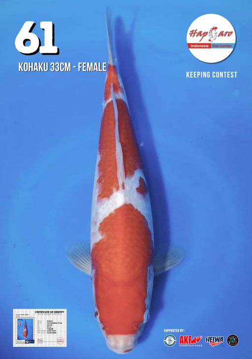 Lelang Koi Online, Jual Beli Ikan Koi, Pusat Jual Beli Koi, Info Lelang Koi Hari Ini, Platform Jual Beli Koi, Jual Beli Ikan Koi Online, Marketplace Ikan Koi, Jual Koi Terbaik, Tempat Beli Koi Berkualitas, Pasar Ikan Koi Online Terpercaya, Penjual Ikan Koi Terpercaya, Beli Koi Hias Online, Ikan Koi untuk Dijual, Koi Kualitas Terbaik, Toko Online Ikan Koi, Koi Hias Untuk Dijual, Jual Beli Ikan Koi Lokal, Koi Indonesia Online, Pusat Jual Beli Koi Terbesar