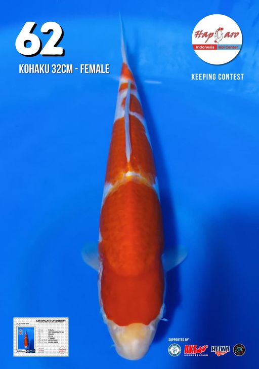 Lelang Koi Online, Jual Beli Ikan Koi, Pusat Jual Beli Koi, Info Lelang Koi Hari Ini, Platform Jual Beli Koi, Jual Beli Ikan Koi Online, Marketplace Ikan Koi, Jual Koi Terbaik, Tempat Beli Koi Berkualitas, Pasar Ikan Koi Online Terpercaya, Penjual Ikan Koi Terpercaya, Beli Koi Hias Online, Ikan Koi untuk Dijual, Koi Kualitas Terbaik, Toko Online Ikan Koi, Koi Hias Untuk Dijual, Jual Beli Ikan Koi Lokal, Koi Indonesia Online, Pusat Jual Beli Koi Terbesar
