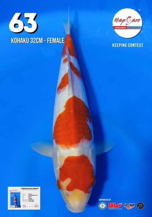 Lelang Koi Online, Jual Beli Ikan Koi, Pusat Jual Beli Koi, Info Lelang Koi Hari Ini, Platform Jual Beli Koi, Jual Beli Ikan Koi Online, Marketplace Ikan Koi, Jual Koi Terbaik, Tempat Beli Koi Berkualitas, Pasar Ikan Koi Online Terpercaya, Penjual Ikan Koi Terpercaya, Beli Koi Hias Online, Ikan Koi untuk Dijual, Koi Kualitas Terbaik, Toko Online Ikan Koi, Koi Hias Untuk Dijual, Jual Beli Ikan Koi Lokal, Koi Indonesia Online, Pusat Jual Beli Koi Terbesar