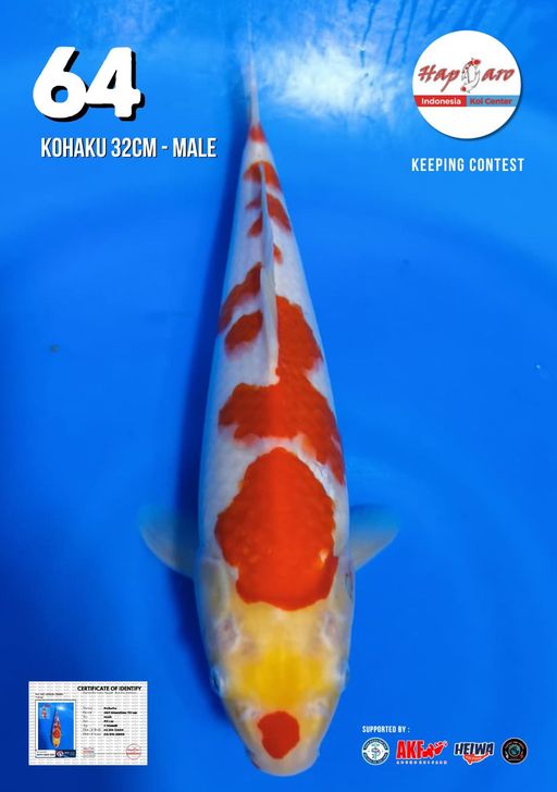 Lelang Koi Online, Jual Beli Ikan Koi, Pusat Jual Beli Koi, Info Lelang Koi Hari Ini, Platform Jual Beli Koi, Jual Beli Ikan Koi Online, Marketplace Ikan Koi, Jual Koi Terbaik, Tempat Beli Koi Berkualitas, Pasar Ikan Koi Online Terpercaya, Penjual Ikan Koi Terpercaya, Beli Koi Hias Online, Ikan Koi untuk Dijual, Koi Kualitas Terbaik, Toko Online Ikan Koi, Koi Hias Untuk Dijual, Jual Beli Ikan Koi Lokal, Koi Indonesia Online, Pusat Jual Beli Koi Terbesar