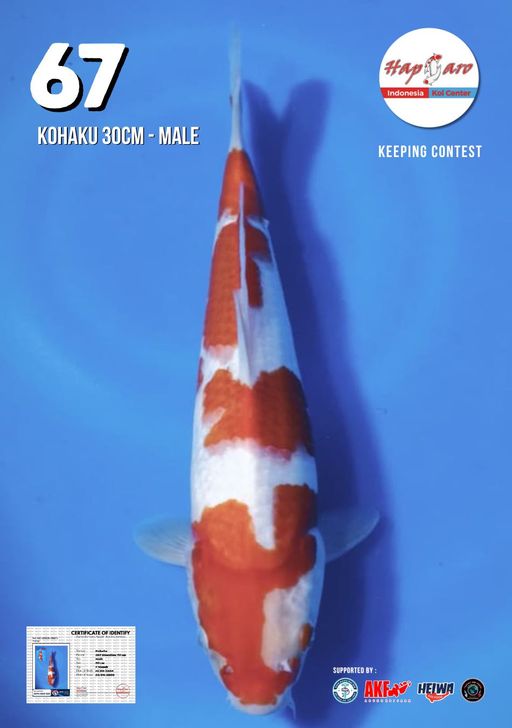 Lelang Koi Online, Jual Beli Ikan Koi, Pusat Jual Beli Koi, Info Lelang Koi Hari Ini, Platform Jual Beli Koi, Jual Beli Ikan Koi Online, Marketplace Ikan Koi, Jual Koi Terbaik, Tempat Beli Koi Berkualitas, Pasar Ikan Koi Online Terpercaya, Penjual Ikan Koi Terpercaya, Beli Koi Hias Online, Ikan Koi untuk Dijual, Koi Kualitas Terbaik, Toko Online Ikan Koi, Koi Hias Untuk Dijual, Jual Beli Ikan Koi Lokal, Koi Indonesia Online, Pusat Jual Beli Koi Terbesar